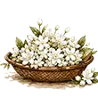 Selecting Fresh Jasmine Flowers
