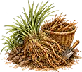 Harvesting Khus Roots