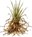 Khus (Vetiver) Roots